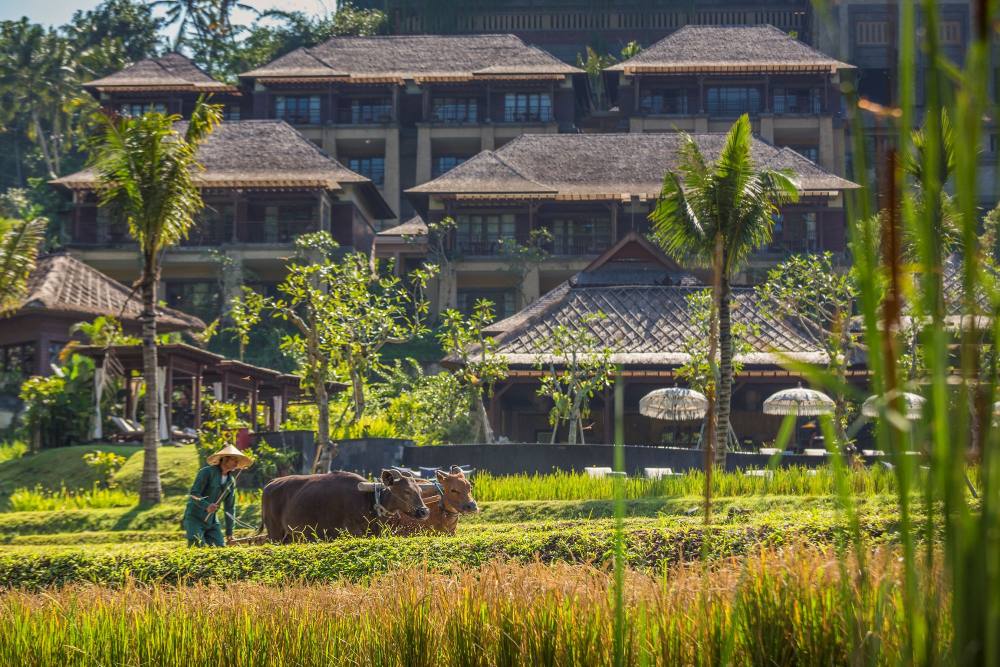 曼达帕丽思卡尔顿隐世精品度假酒店_Rice Paddy at Mandapa.jpg