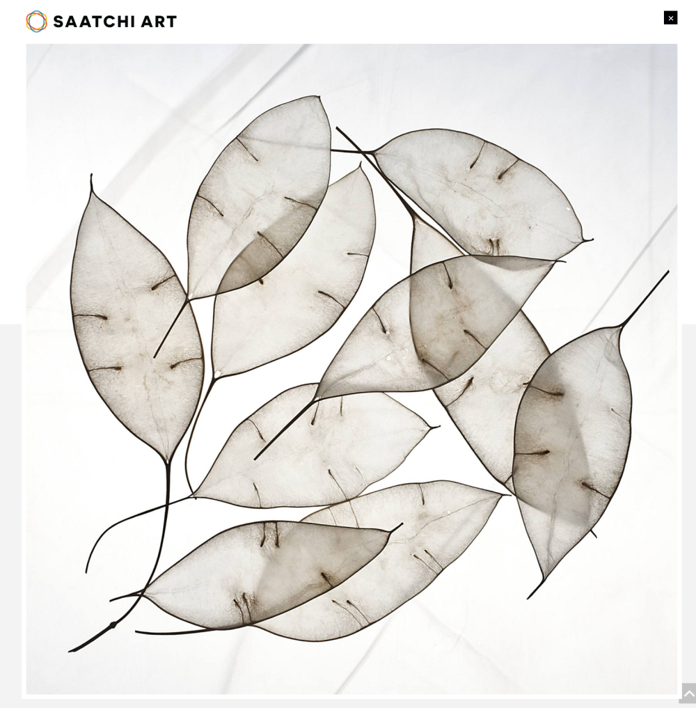 现代简约_Saatchi Art_ white leaves-limited edition of 15 prints Photography by Maja Hrnjak.png