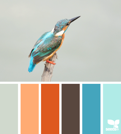 KingfisherHues.png