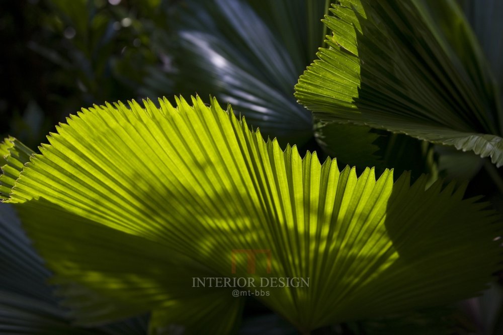 海南石梅湾艾美度假酒店官方照片BRAND PHOTO_Fan Palm 扇形棕榈叶.jpg