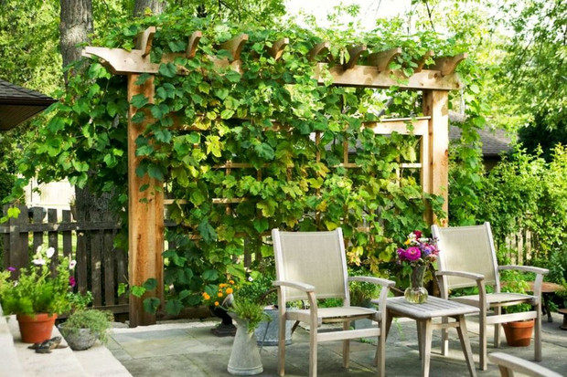 8-genius-ways-to-create-a-private-outdoor-space-outdoor-space-vine-covered-walls.jpg