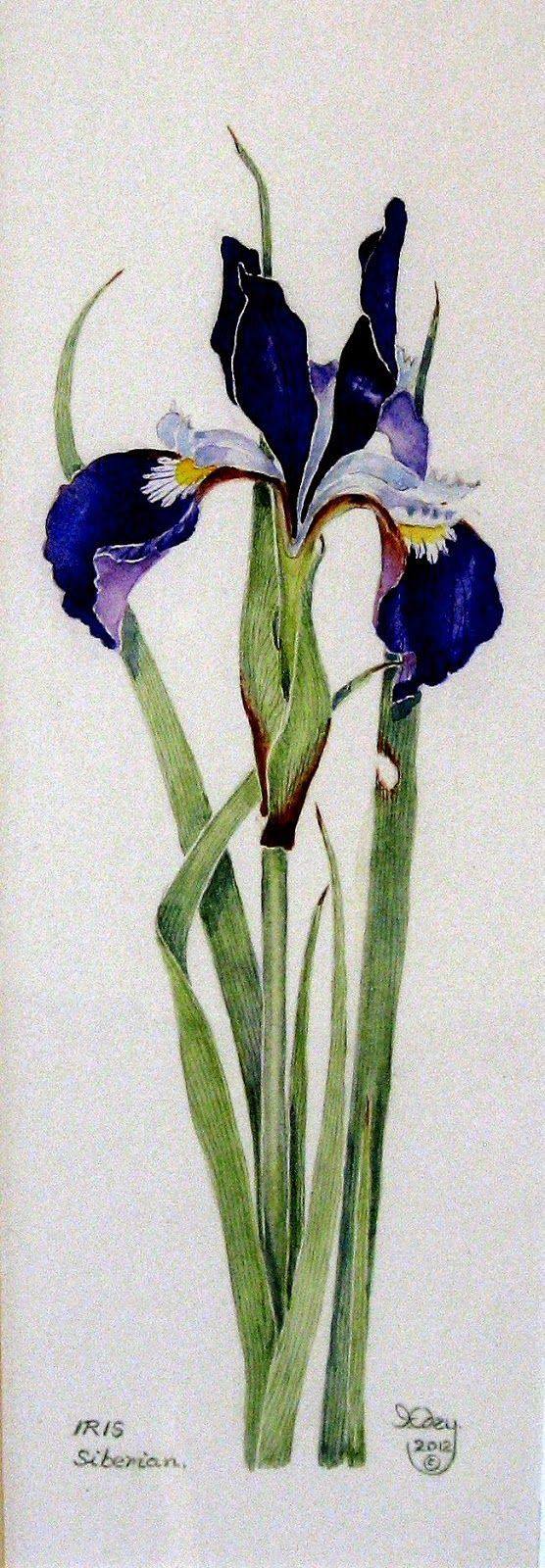 d909dc2989e7d616a703a92a7db40dca--flower-watercolor-irises.jpg