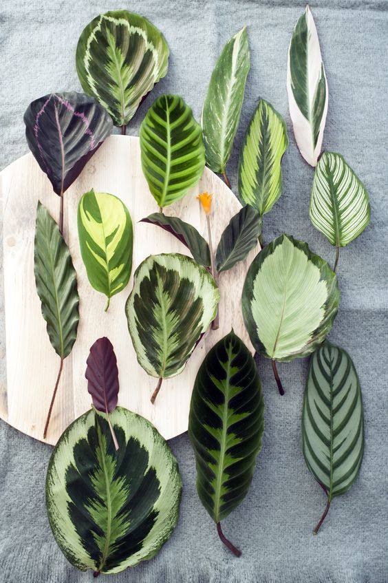 calatea-patterned-plants-trend-2018-decor.jpg