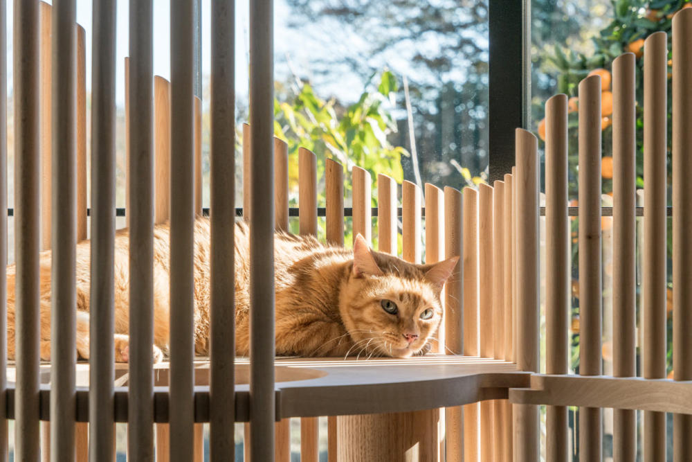 neko-modern-cat-tree-1.jpg