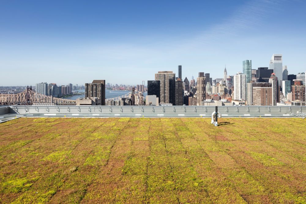 NYP_DHKC_Green_Roof_Credit_2018_Ari_Burling.jpg