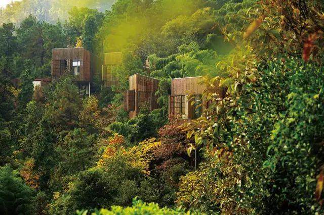 这家红遍江浙沪的树屋酒店，用十年造出一片萤火虫之森，今夏终于开园-4.jpg