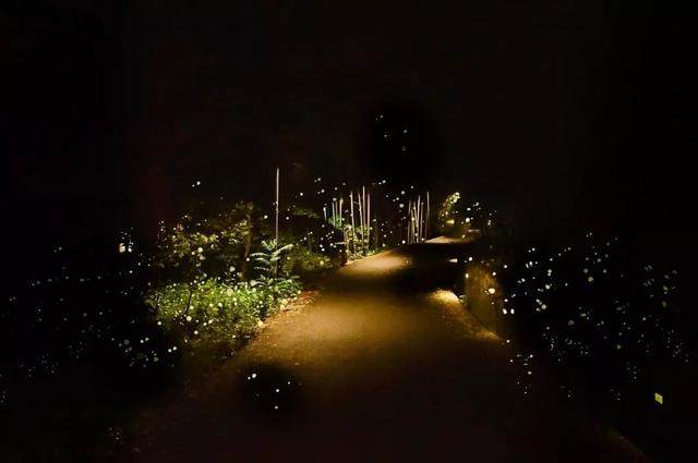 这家红遍江浙沪的树屋酒店，用十年造出一片萤火虫之森，今夏终于开园-7.jpg