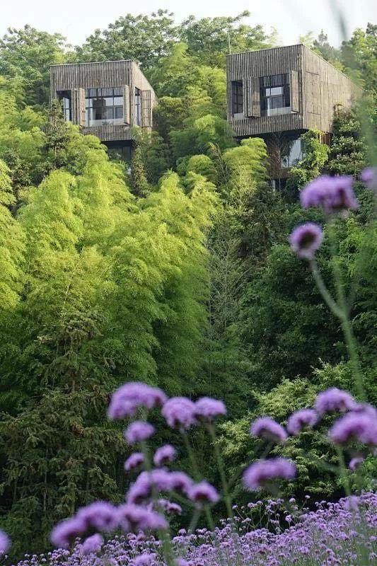 这家红遍江浙沪的树屋酒店，用十年造出一片萤火虫之森，今夏终于开园-26.jpg