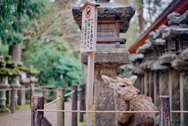 距离京都1h的天空之城，藏着一家与虹夕诺雅、安缦争辉的新秀酒店_距离京都1h的天空之城，藏着一家与虹夕诺雅、安缦争辉的新秀酒店-15.jpg