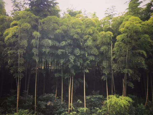 莫干山泳池民宿霸主！这里是竹木的殿堂，更是夏季的乐园！_莫干山泳池民宿霸主！这里是竹木的殿堂，更是夏季的乐园！-16.jpg