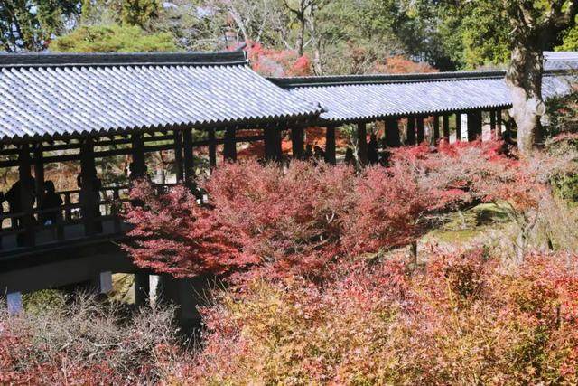京都红叶｜一期一会，自是秋色見頃时_京都红叶｜一期一会，自是秋色見頃时-5.jpg