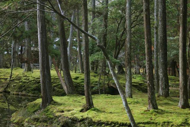 京都红叶｜一期一会，自是秋色見頃时_京都红叶｜一期一会，自是秋色見頃时-24.jpg