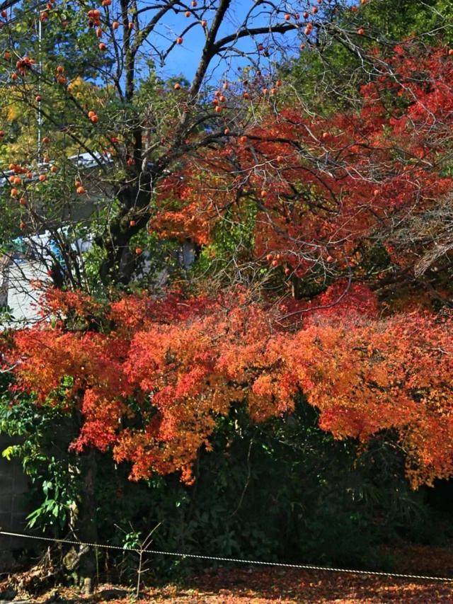 京都红叶｜一期一会，自是秋色見頃时_京都红叶｜一期一会，自是秋色見頃时-29.jpg