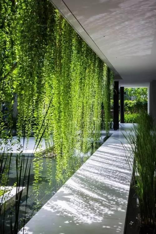 当植物爬满墙，惊艳了時光..._当植物爬满墙，惊艳了時光...-2.jpg