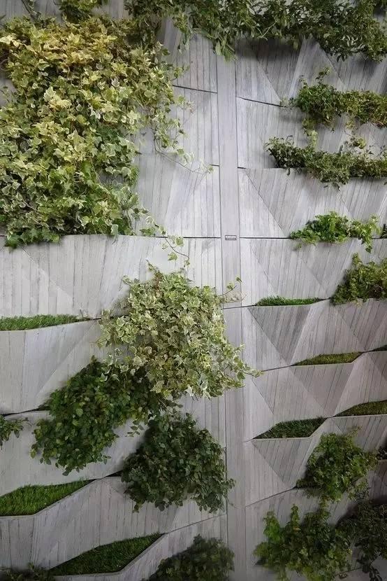 当植物爬满墙，惊艳了時光..._当植物爬满墙，惊艳了時光...-3.jpg