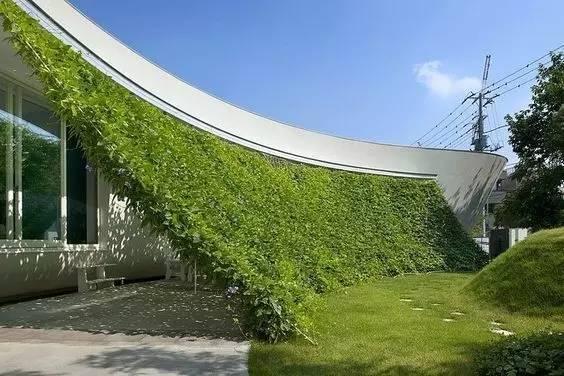 当植物爬满墙，惊艳了時光..._当植物爬满墙，惊艳了時光...-17.jpg