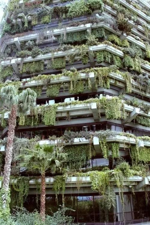 当植物爬满墙，惊艳了時光..._当植物爬满墙，惊艳了時光...-24.jpg