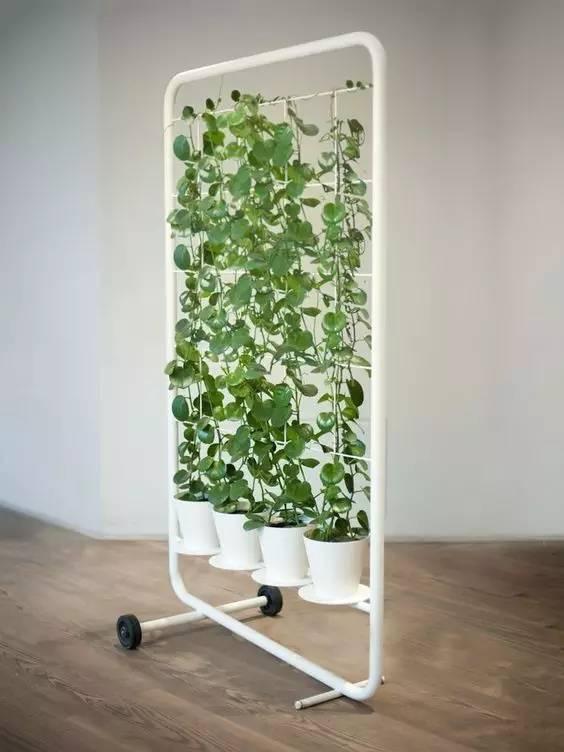 当植物爬满墙，惊艳了時光..._当植物爬满墙，惊艳了時光...-31.jpg