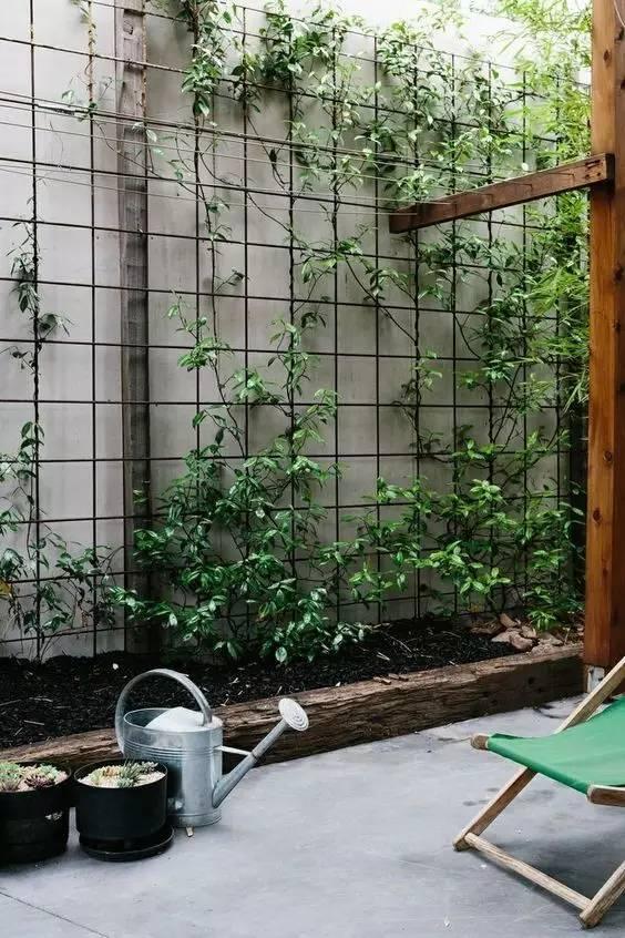 当植物爬满墙，惊艳了時光..._当植物爬满墙，惊艳了時光...-39.jpg