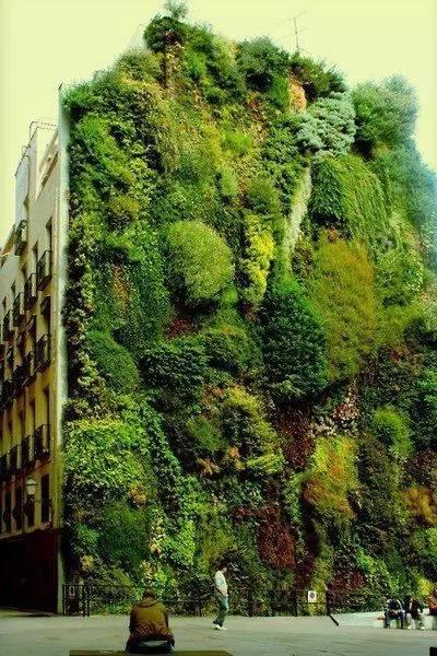 当植物爬满墙，惊艳了時光..._当植物爬满墙，惊艳了時光...-66.jpg