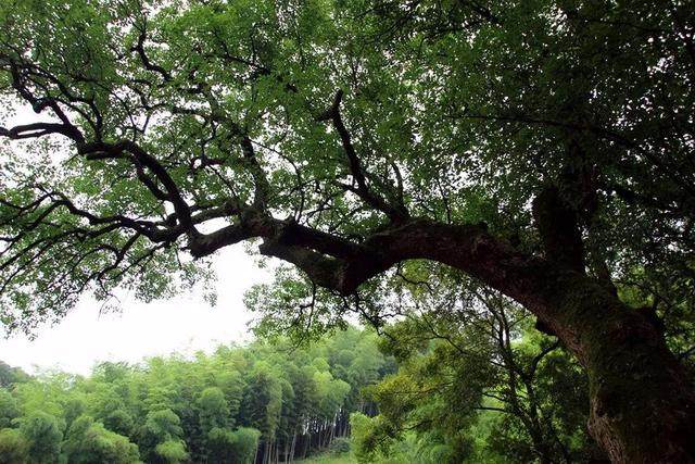 一晚80000，历时10年，耗资33亿的上海安缦，..._一晚80000，历时10年，耗资33亿的上海安缦，...-39.jpg