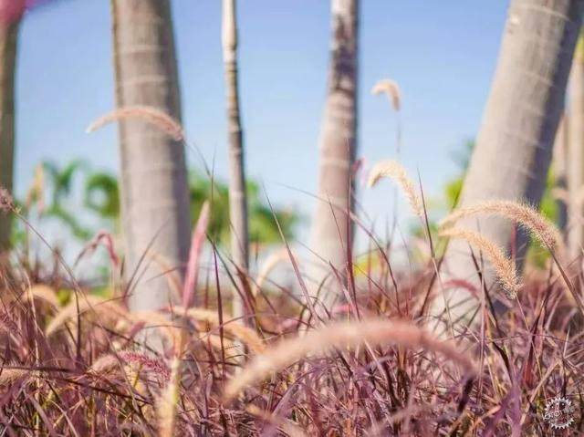 土豪的庭院，都流行玩“草”了-22.jpg