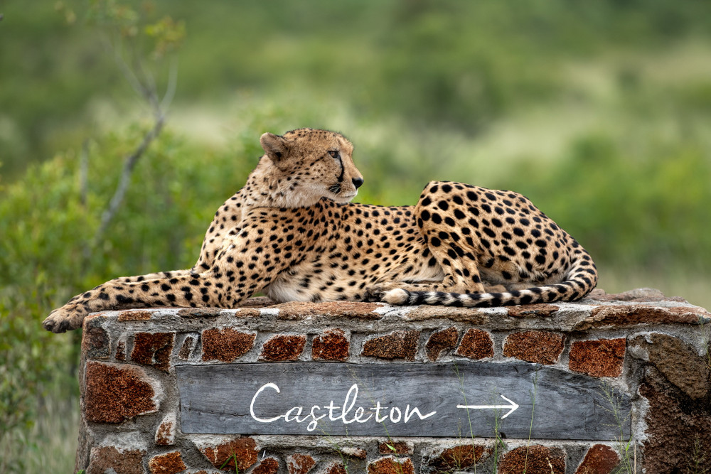 Cheetah-at-Singita-Castleton.jpg