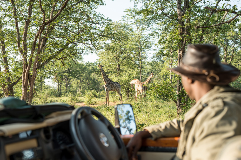 SingitaPamushanaWildlife-Giraffe-24.jpg