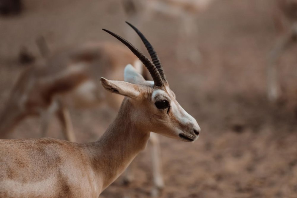 gazelle-wildlife.png