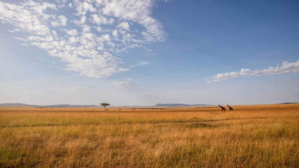 马赛马拉野生动物园旅馆 JW MARRIOTT MASAI MARA LODGE_20240331_220413_144.jpg