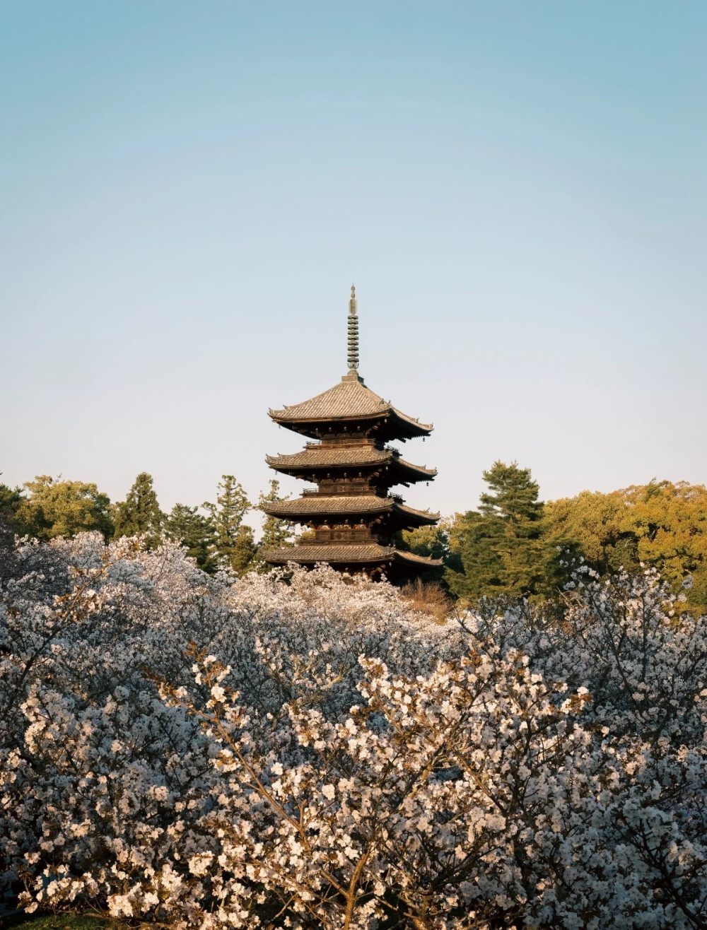 Kerry Hill-安缦京都(官网摄影)   Amankyoto_aman-kyoto-sakura-temple.webp.jpg