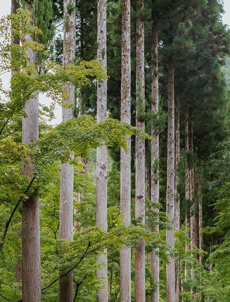 Kerry Hill-安缦京都(官网摄影)   Amankyoto_Nara Rooms, Aman Kyoto, Japan_1.jpg