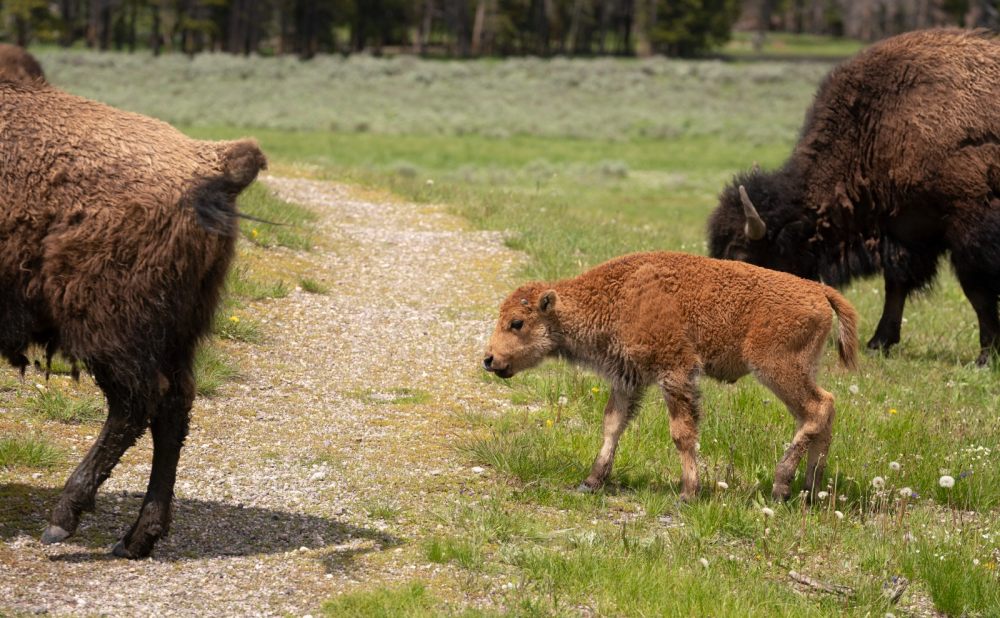 Edward Tuttle-安缦嘉宁 Amangani_amangani_jackson_hole_-_experience_yellowstone_national_park_wildlife_2.jpg