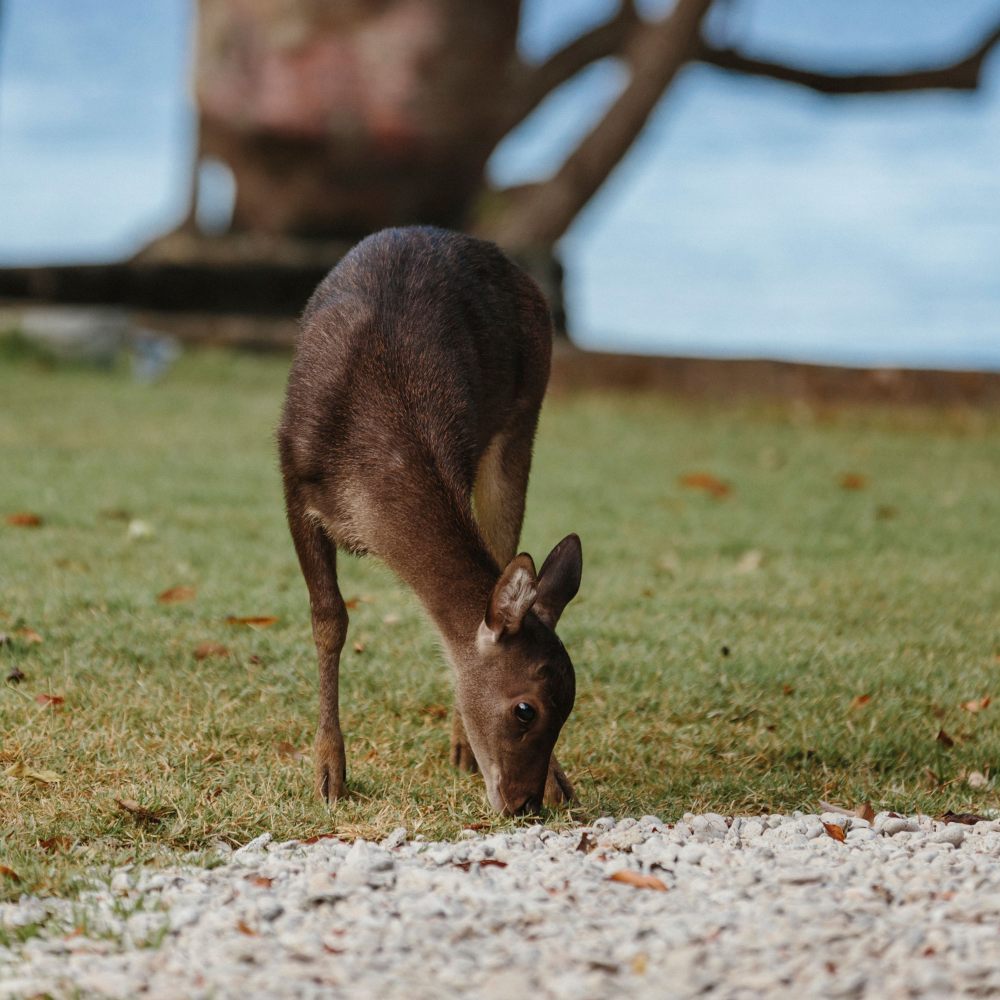 Jean Michel Gathy-安缦湾澜 Amanwana_amandari_-_ubud_-_bali_-_indonesia_-_deer.jpg