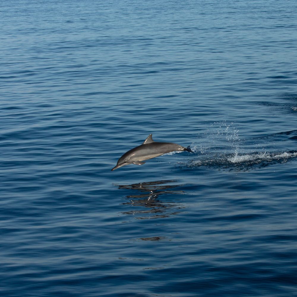 Jean Michel Gathy-安缦湾澜 Amanwana_amanwana_-_moyo_-_sumbawa_-_indonesia_-_dolphin.jpg