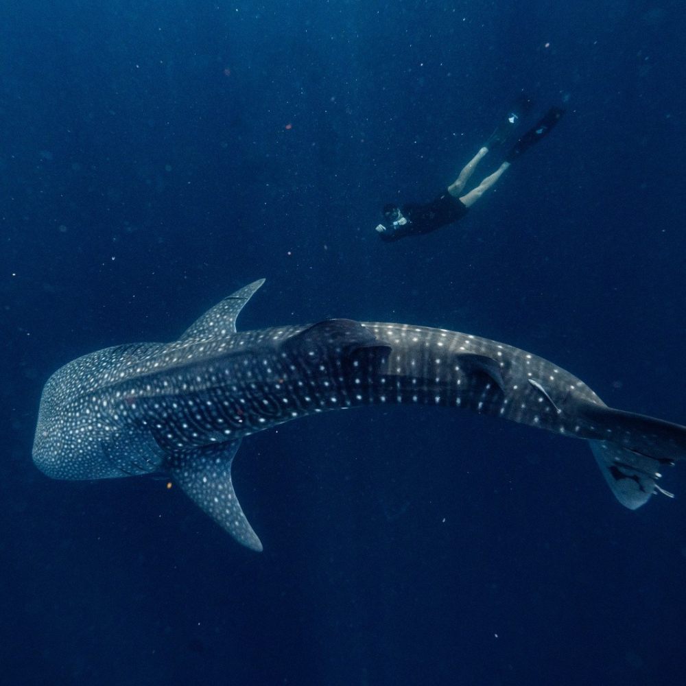 Jean Michel Gathy-安缦湾澜 Amanwana_amanwana_indonesia_-_experience_whale_shark_excursion.jpg