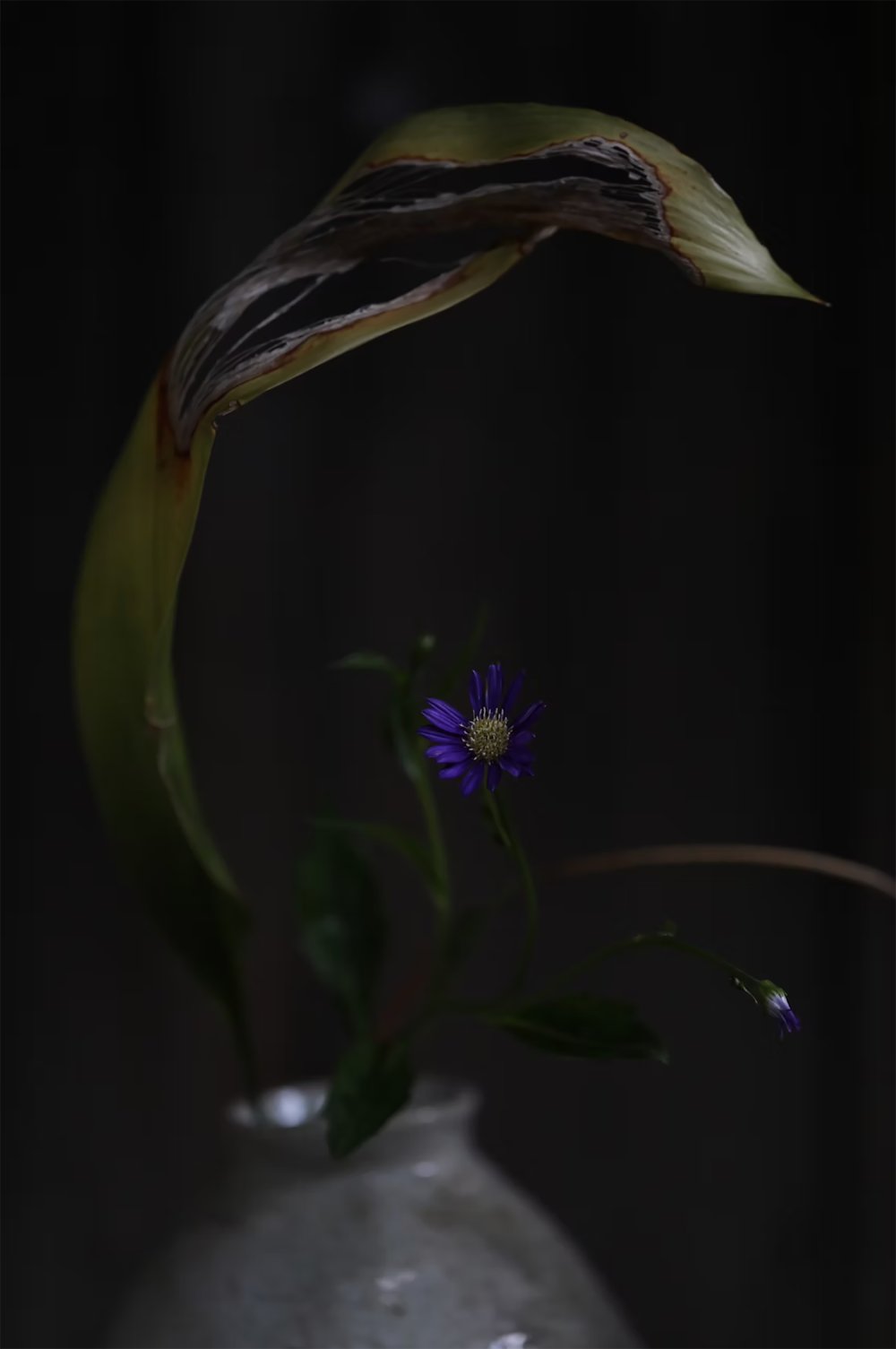 vsszan1980963000063242.png