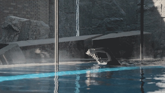 vsszan2044851022591734.gif