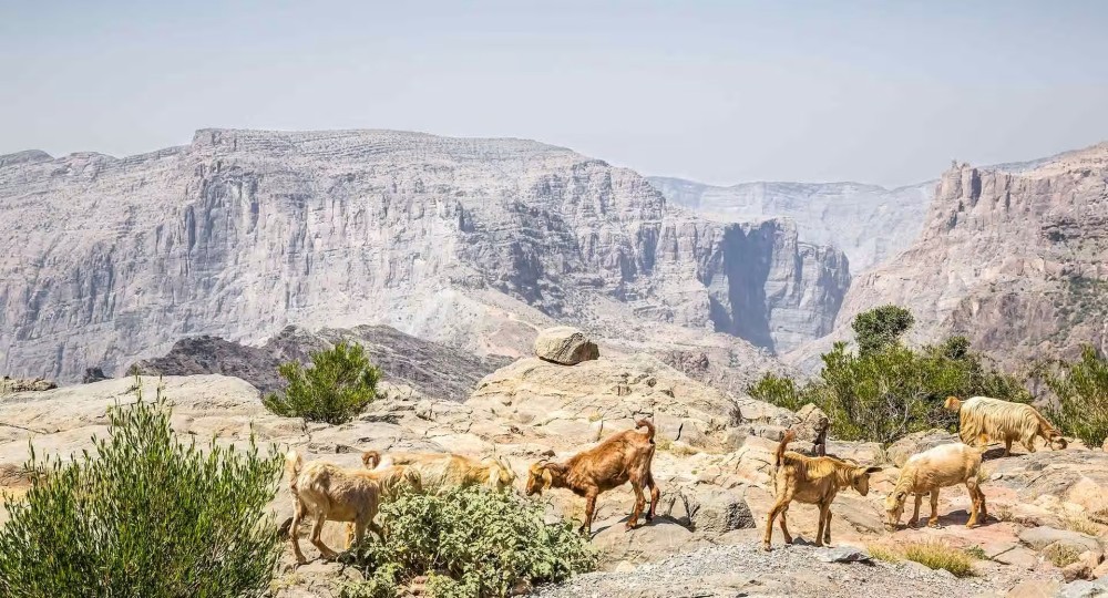 安纳塔纳绿山度假村 Al Jabal Al Akhdar Resort_20260718_001547_660.jpg