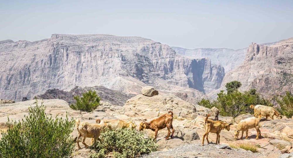 安纳塔纳绿山度假村 Al Jabal Al Akhdar Resort_20260718_001601_689.jpg