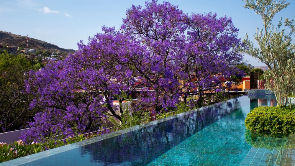 圣米格尔德精品酒店 Numu Boutique Hotel San Miguel de Allende_20260720_150703_1946.jpg